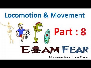 Biology Locomotion & Movement part 8 (Resting & contraction phase of Muscle Fiber) CBSE class 11 XI
