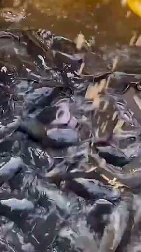 How to start Catfish farming at home #shorts #shortsfeed