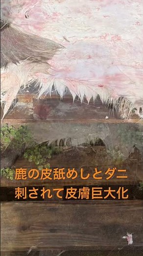 鹿の皮なめし,ダニに刺されて皮膚巨大化、高圧洗浄前にダニ駆除しておくべきだった😓