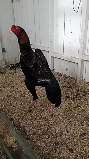 9.6K views · 279 reactions | Breding Male NFS #shamo #shamoking #shamoaseel #birdsshelter Bird's shelter | Bird's shelter | Facebook