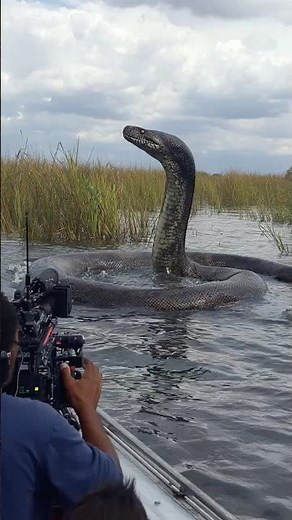 Titanoboa Is BACK! 30-Foot Serpent Filmed in Florida Everglades