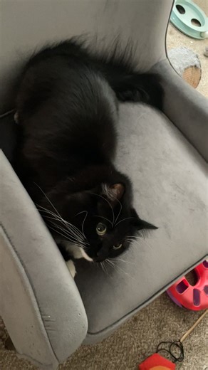 Boo Boo Bear's Funniest Moments with Cats