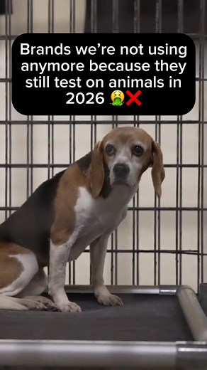 It’s 2026… and animals are still being tested on for makeup and skincare. Millions of animals like rabbits, mice, and dogs are still subjected to painful testing for products that already have safe, cruelty-free alternatives. What makes it even crazier? A lot of these brands don’t have to do it - they choose to in order to sell in certain markets or cut corners. That’s why I made this account… To make it easier for you to shop cruelty-free, find better alternatives, and actually know what brands