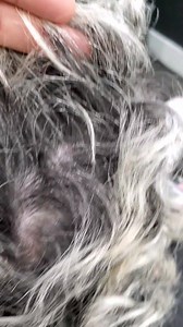 New collection @schwarzkopfusa 😉😘 (APPOITMENT) 🚩 7171 CORAL WAY 📱 7867153876 🚩 10672 Fountainbleau Blvd 📱3053851918 @holaotaola @alexanderotaola #igoraroyal #beautysalonmiami #vibrance @cosmoprofbeauty @schwarzkopfpro @schwarzkopfusa @flamingobeautysupply #dmsalon #vibrance @cosmoprofbeauty #cosmoprof #kingofhaircolor #hairtransformation @saloncentric #flamingobeautysupply #beforeandafter #highlights #ilovemywork❤ #danystylist #hairsfashion @olaplex #hairstylistmiami #dmsalonspadany #hairc