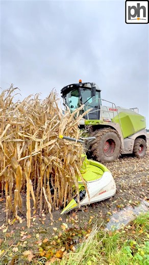 242K views · 1.7K reactions | Check out the speed this CLAAS forager harvester is finishing this field #agri | Pro Horizon Farming Content | Facebook