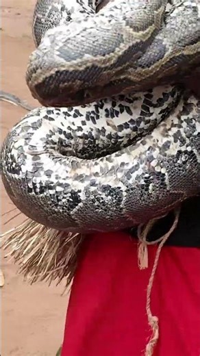 What’s the size of this African Rock python 😳#snake #tanzania #wildlife #africa #africantribe