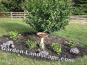 Planter: Grow Sharon frugt - det er sådan, at vokse kaki planter fra frø | 2025