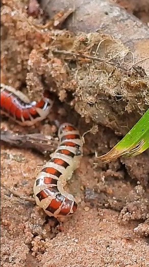 wow this is good insect