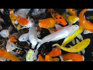 Koi Fish Feeding: Nurturing a Balanced Pond Ecosystem