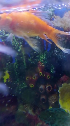 Every light reflection feels like art. #Aquarium #Fishkeeping #FreshwaterAquarium #Aquascape #TropicalFish | Tank Life Moments