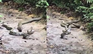 Python vs King Cobra: Watch Viral video of Battle of snakes at MacRitchie trail