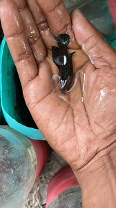 De esta forma se puede reproducir peces betta muy fácilmente #pibull #beta | Platino Bettas