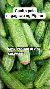 1.4M views · 10K reactions | DAMI PALA BENEFITS NG PIPINO . . . . . . . . #pipino #cucumber #healthbenefits #healthyfood #docatoie #memory #foryouシ゚ #fbmonetization #icancookchallenge #fbads #fypシ゚viral #highlights | Chacharap | Facebook