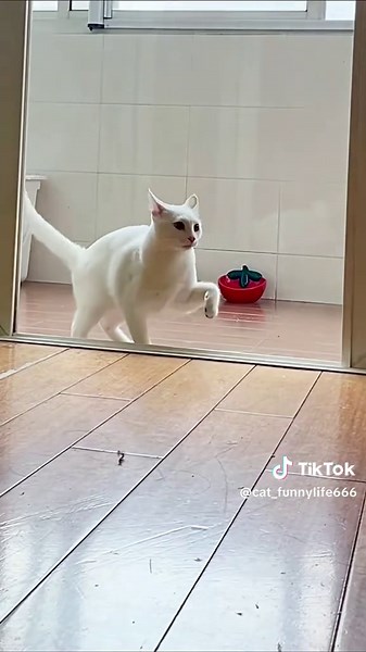 Funny Cats: Hilarious Moments That Will Make You Laugh