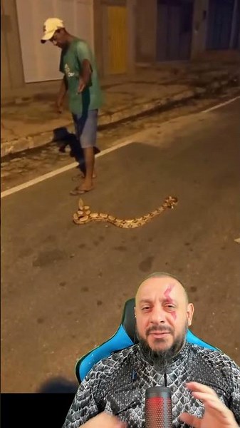 Cobra jiboia não é peçonhenta