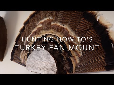 HOW TO Mount a Turkey Fan - FAST and SIMPLE way to make your turkey fan last FOREVER!