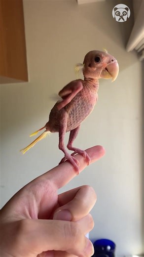 47K views · 259 reactions | Blondie the featherless lovebird | Science, Tech and Universe | Facebook