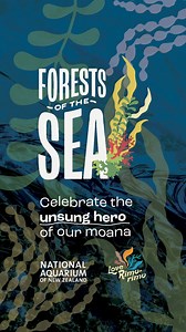 32 reactions |  Dive into the depths of our oceans and discover the mysteries of native seaweeds! Love Rimurimu & National Aquarium present an immersive kelp forest exhibition, running from June 28th to September 1st. Learn about their structures, restoration projects in NZ, and cultural significance while being entered for a chance to win some amazing prizes. Don't miss out on this limited-time event! | National Aquarium of New Zealand | Facebook
