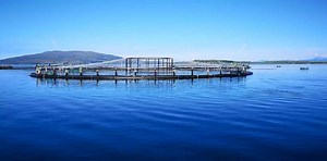 SCOTTISH SALMON EXPORTS LEAP 7%