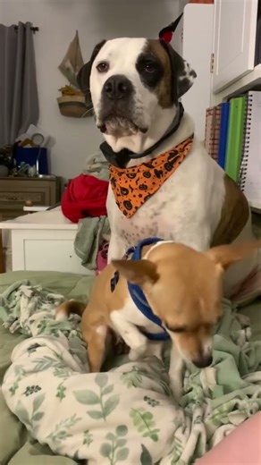 Funny Dog Sibling Rivalry: Pit Bull vs Chihuahua Playtime