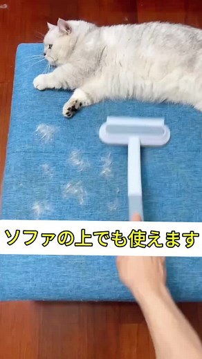 #かわいい猫 #猫じゃらし #ペット玩具 #ペットのいる暮らし #猫