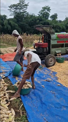 Modern tool for removing corn from the cob -Agriculture farming #shorts