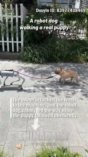 A robot dog walking a real puppy