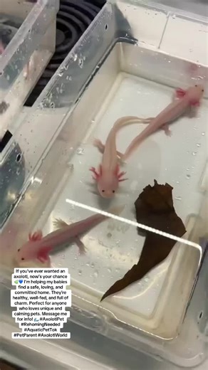 If you’ve ever wanted an axolotl, now’s your chance 🌿💙 I’m helping my babies find a safe, loving, and committed home. They’re healthy, well-fed, and full of charm. Perfect for anyone who loves unique and calming pets. Message me for info! 🌊 #AxolotlPet #RehomingNeeded #AquaticPetTok #PetParent #AxolotlWorld