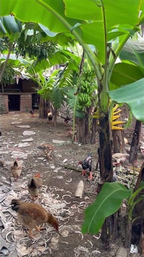 Chicks eating and chirping ASMR#adorablechicks #asmr #babychicks #chickens #asmrsounds #chicken