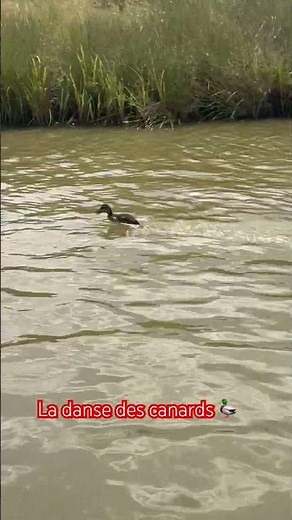 🦆 la danse des canards #canard #canards #chasse #nature #hunting