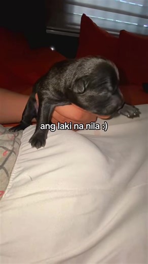 Cute Teacup Dog Clothes for TikTok Stars