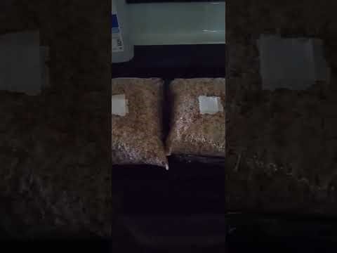 P2 Prep Of Grains for mushroom Sterilization and cultivation,. p3 will be preparing for inoculation