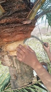 katne ka sahi tarika #taditapperlife #RuralIndiaVibes #DailyVlogIndia #GaonKiZindagi #villagelife #fbreels #reelsviral #pedlagao | Dev Kundan