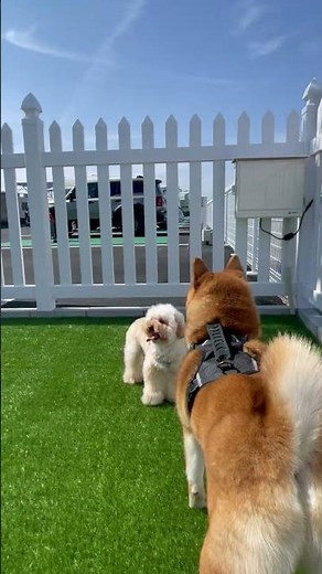 バイナルフェンスを使用したドッグランの施工例をご紹介🐕✨ #バイナルフェンス #ドッグラン #rvパーク