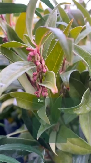 Sarcococca – un arbust mic, veșnic verde, care înflorește iarna și miroase incredibil de frumos. Perfect pentru zone umbrite și pentru un strop de parfum în grădină chiar în sezonul rece. 🌿✨ #pepiniere #timisoara #atmosferaverde #gradina #plante #toamna #gardencenter #peisagistică #perene | Garden Design “ Atmosfera Verde