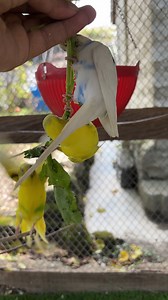 36K views · 1K reactions | Colorful Parrots Feasting - - - - - #birds #birdsofinstagram #parrots #nature #shorts #viralvideoシ #parrot #budgie #viralreelsシ #viralreelsfb | Nature Lover | Facebook