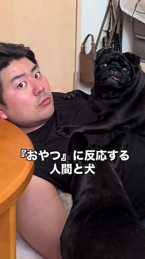 おやつに反応する犬と人間：反応の違いと日常の工夫