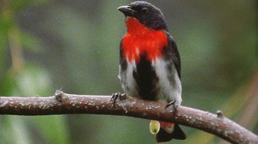 Mistletoe partnerships