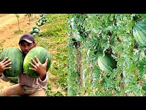 PANDUAN LENGKAP TANAM SEMANGKA/TEMBIKAI BAGI PEMULA