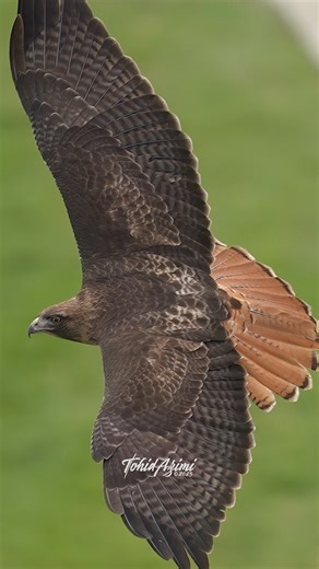 Red-tailed Hawk flies through guard rails. . . . #hawk #redtailedhawk #birdsofprey #wildlife #explore | Ta2020photography