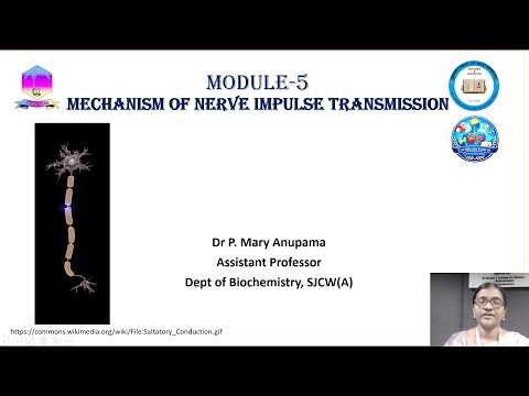 MECHANISM OF NERVE IMPULSE TRANSMISSION