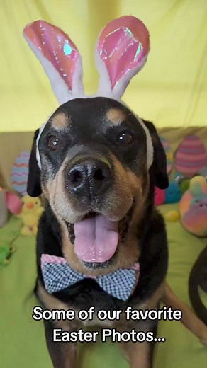17 reactions | Some of our favorite Easter Photos with the dogs. #marleaster #easterdogs #easterphotos #cutedogs | MidSouth Animal Rescue League | Facebook