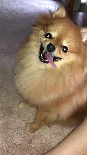 pomeranian dog playing compilation cute moments
