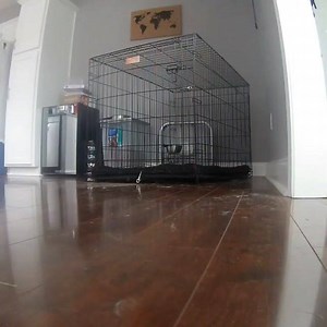 10K views · 108 reactions | The escape artist. #caughtbyCanary | Canary | Facebook