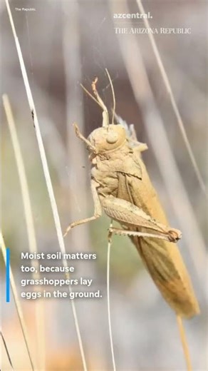 Why are grasshoppers everywhere in Phoenix right now? Here's the cause