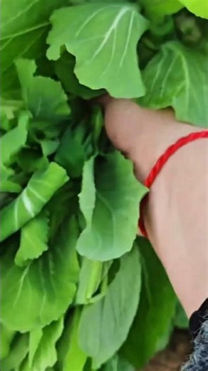 harvesting fresh green leafy vegetables by hand in an outdoor farm or garden field environment