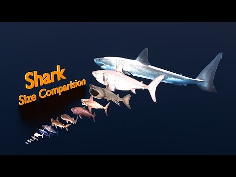🦈Shark size comparison | 3D Animation
