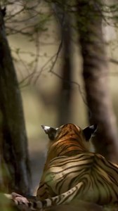 For the tiger, hunting is an art where patience reigns supreme. Hidden in the tall grass, his silhouette blends into the shadows, nearly invisible. With held breath and every muscle taut, he waits for the perfect moment. He knows that the rush of the hunt is brief, but the preparation can stretch on for hours. Motionless, he watches, gauges the wind, and listens to the slightest rustle. The tiger never rushes. His gaze, piercing and calculating, follows his prey relentlessly, his yellow eyes mar