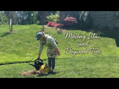 Saving My Lilac After Winter | Replanting My Dogwood Tree