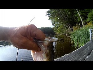 Bass Busting the Zoom Horny Toad! Awesome Action every cast!